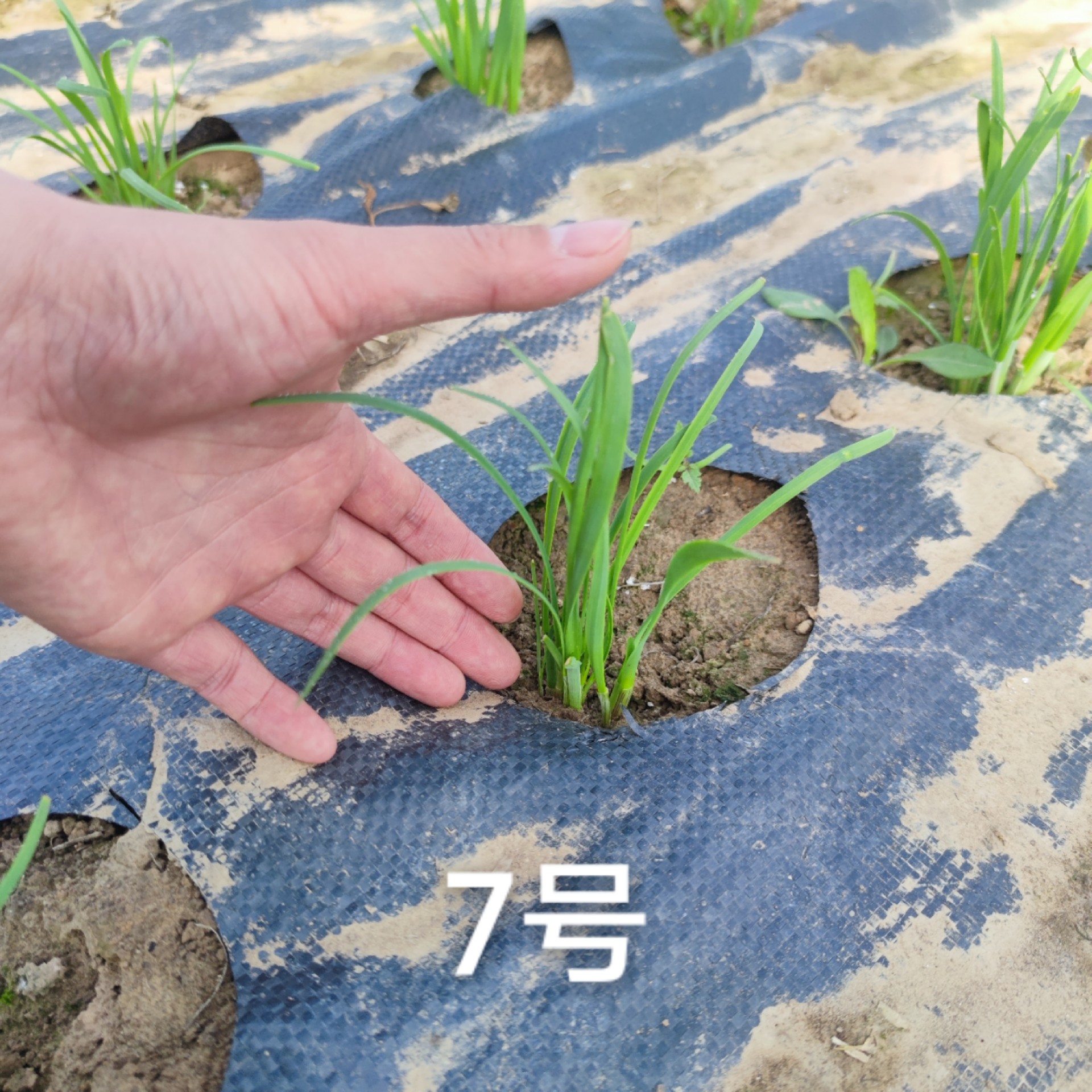 2023.3.中育7号大棚表现