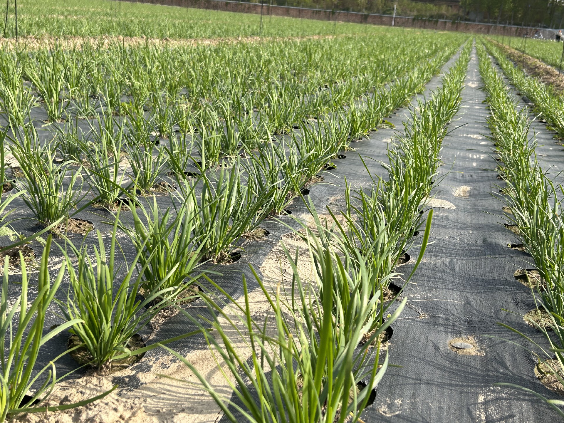2023.4.6-除草浇水