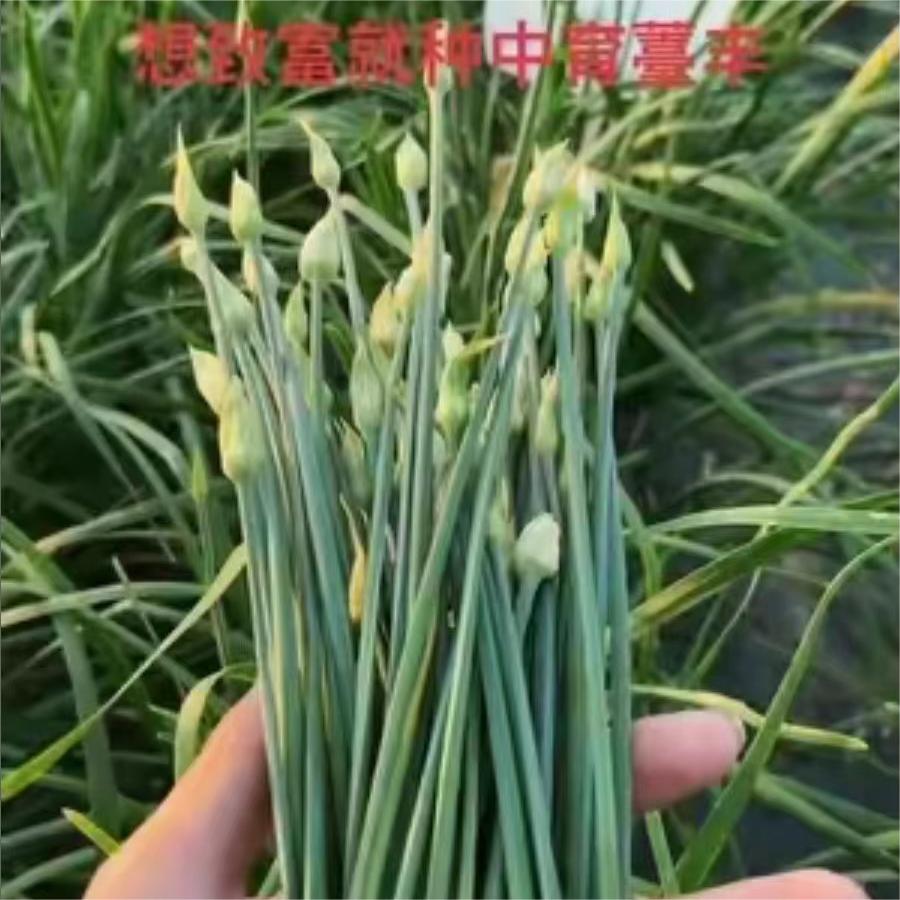 想致富就种中育薹丰