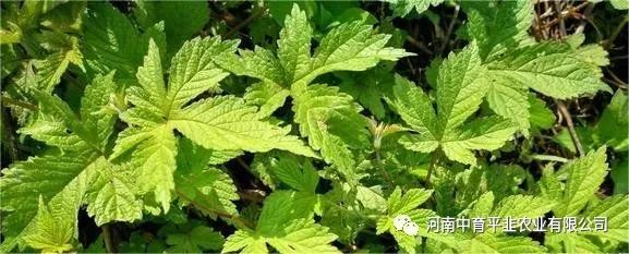 韭菜地常见杂草-葎草