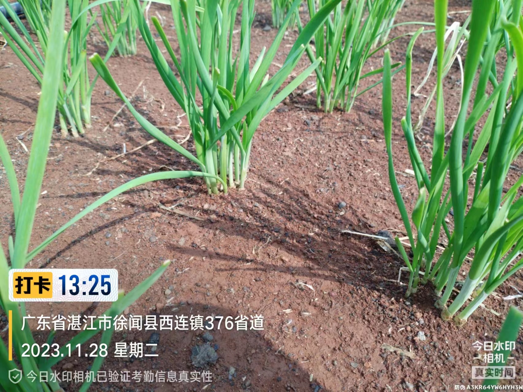 2023.11.28-广东-徐闻