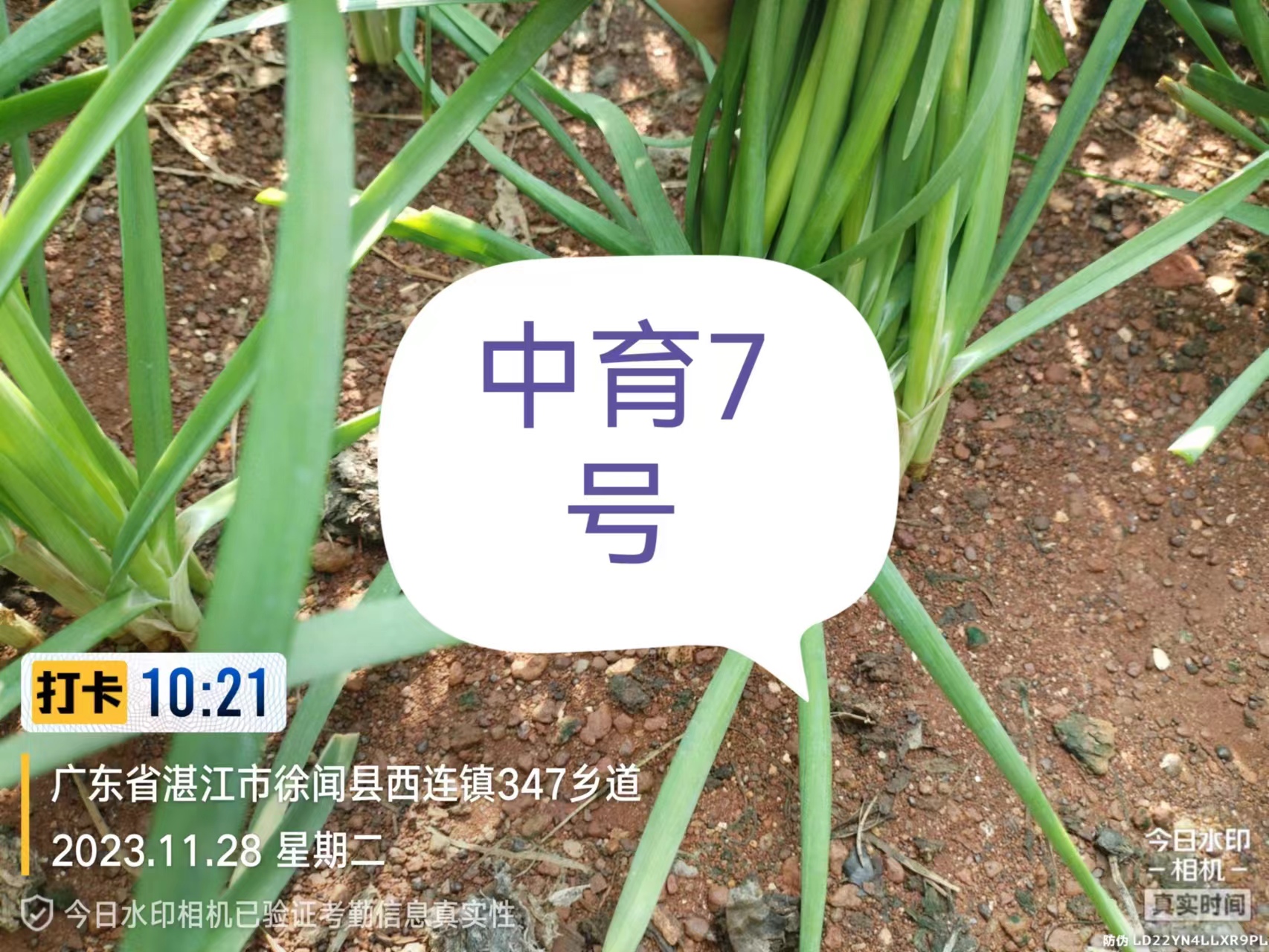 2023.11.28-广东-徐闻