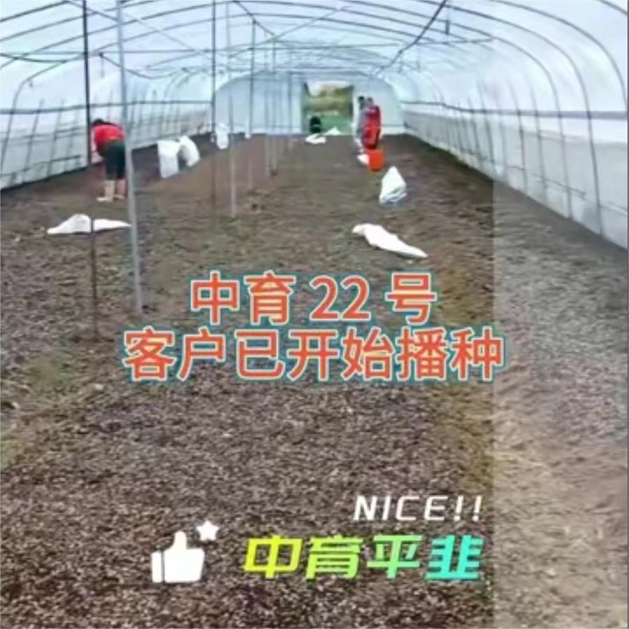 中育22号客户已开始播种