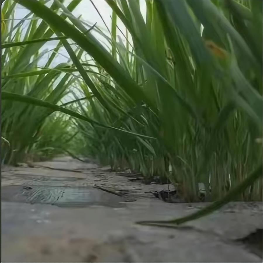 大棚韭菜