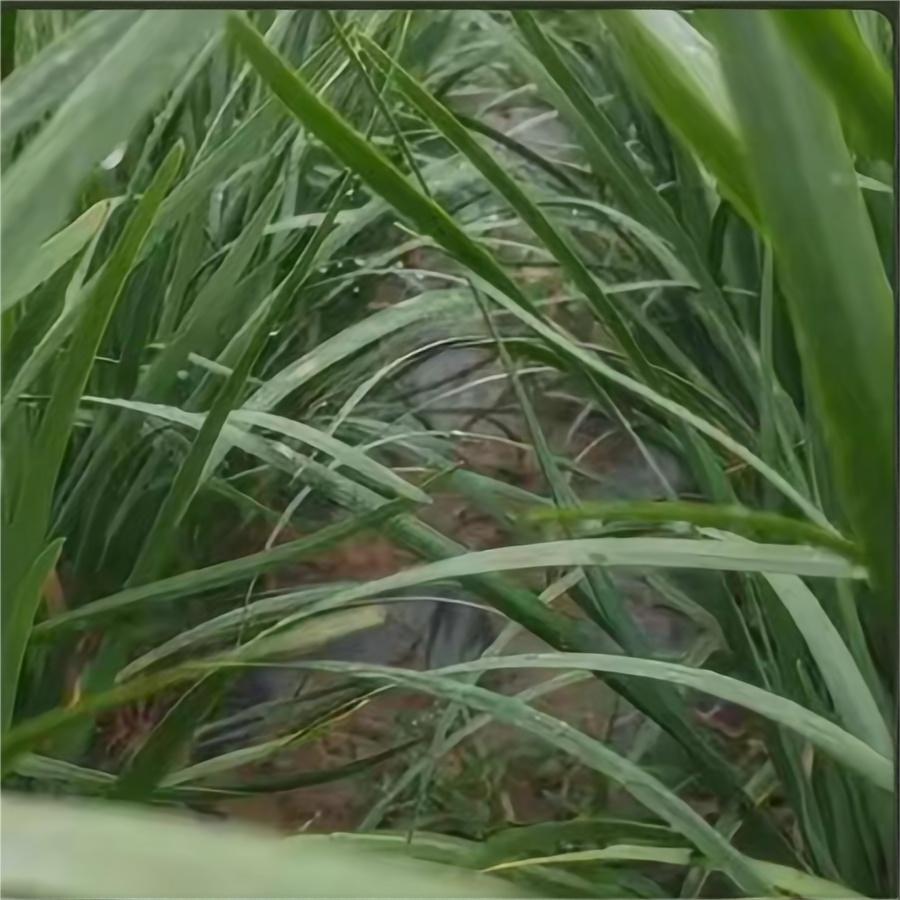 下雨天基地