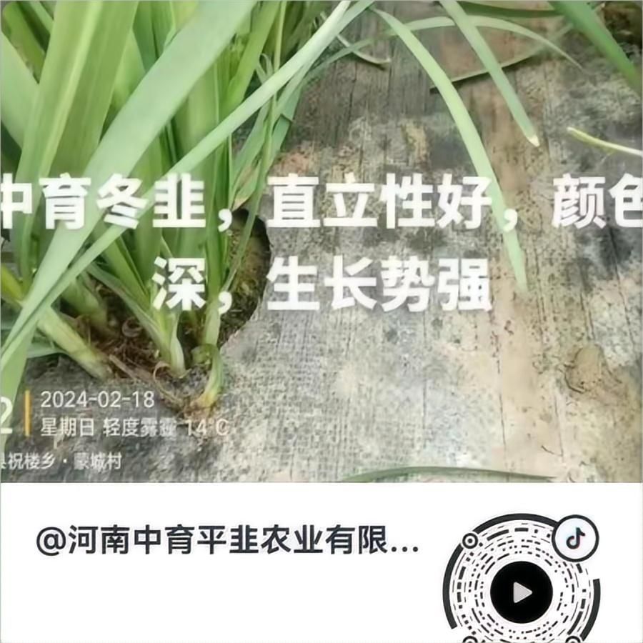 中育冬韭，直立性好，颜色深，生长势强