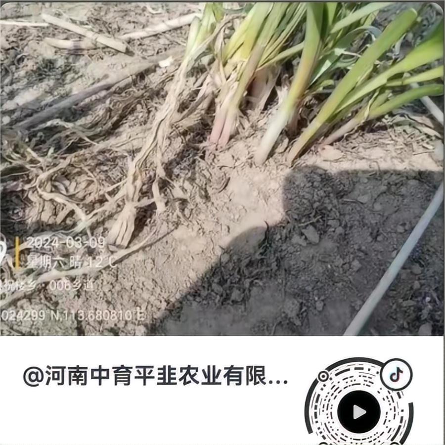 小苗