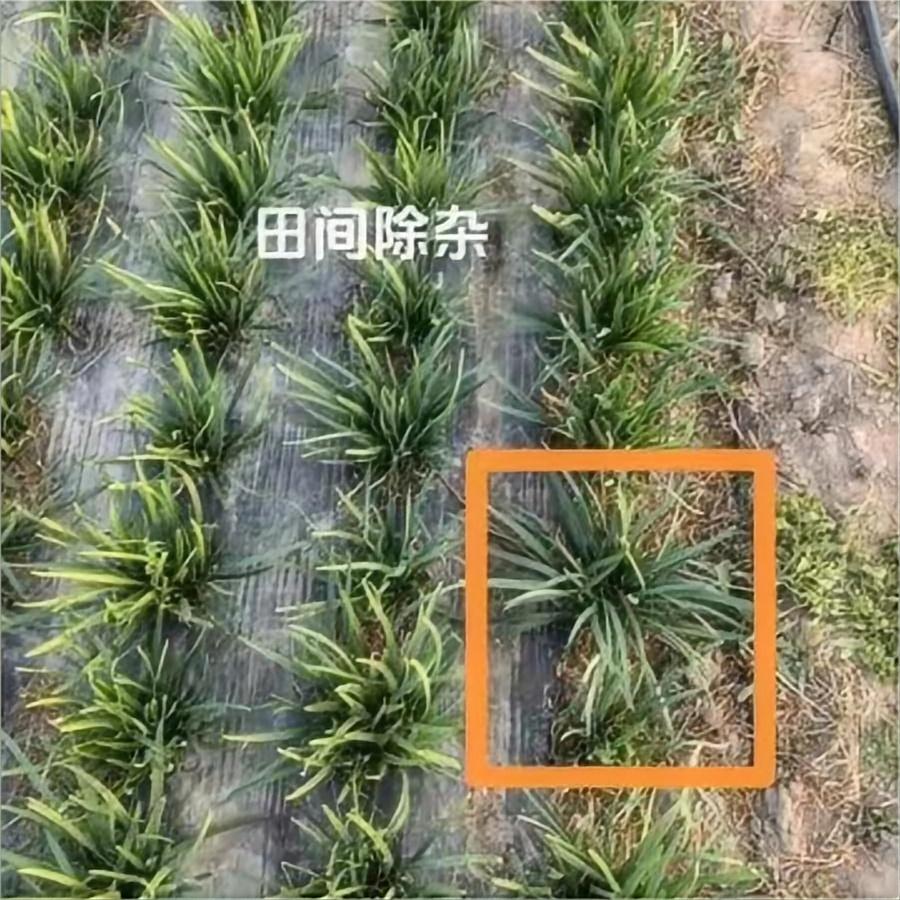 田间除杂