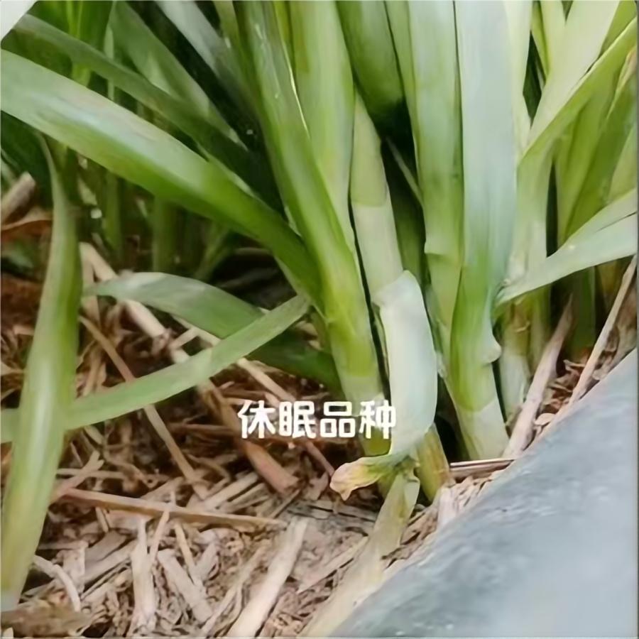 中育冬韭-休眠品种