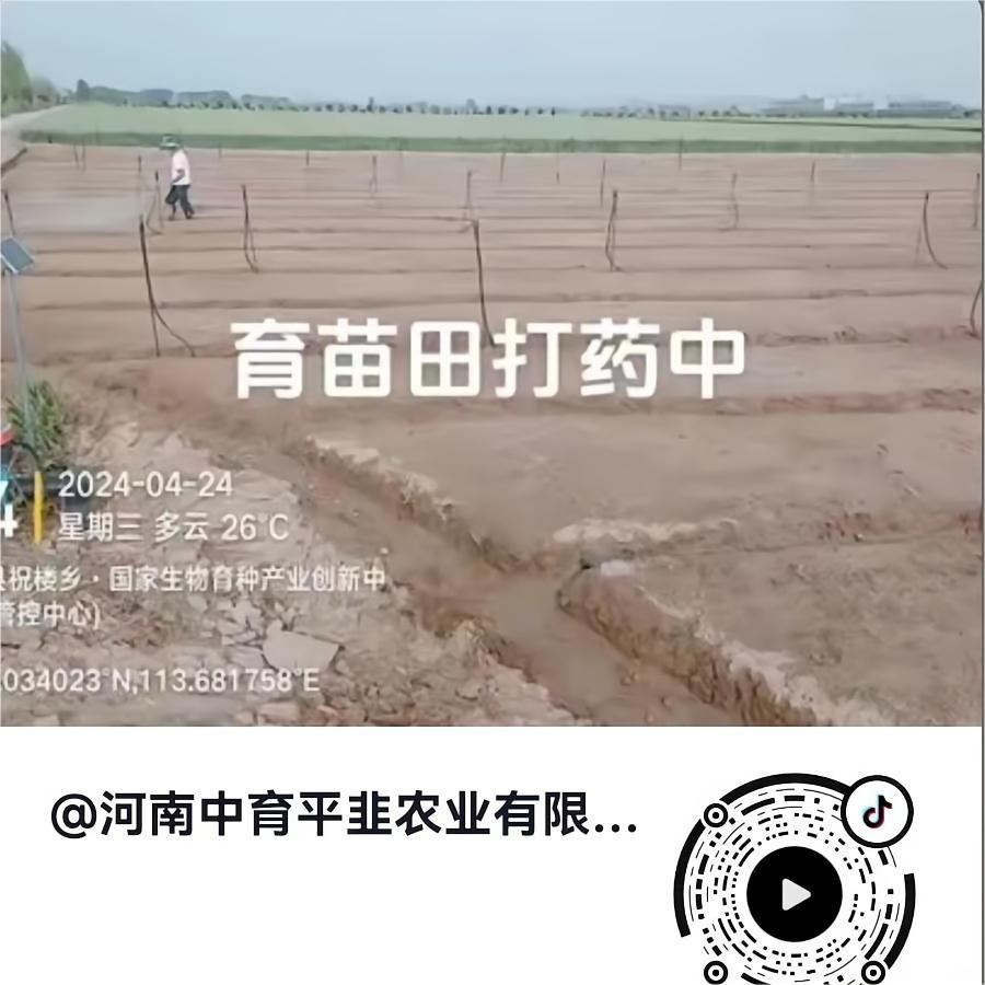 育苗田打药中
