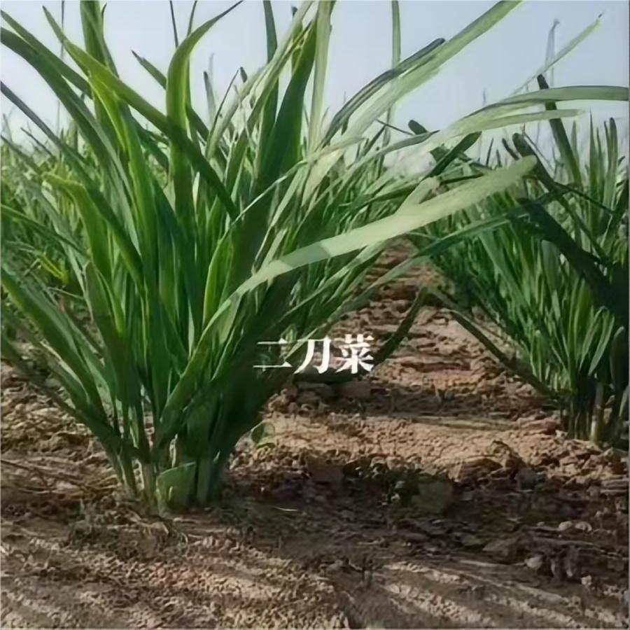 省农科院精品二刀韭菜大量出，需要速联系