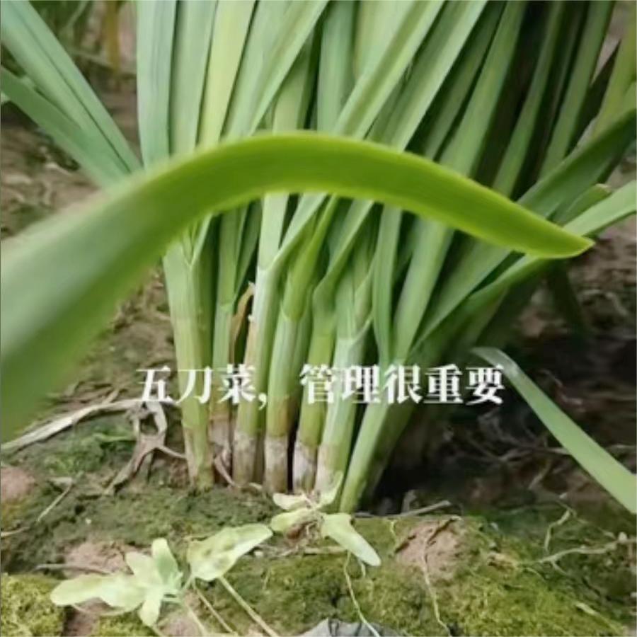 第五刀菜，管理很重要