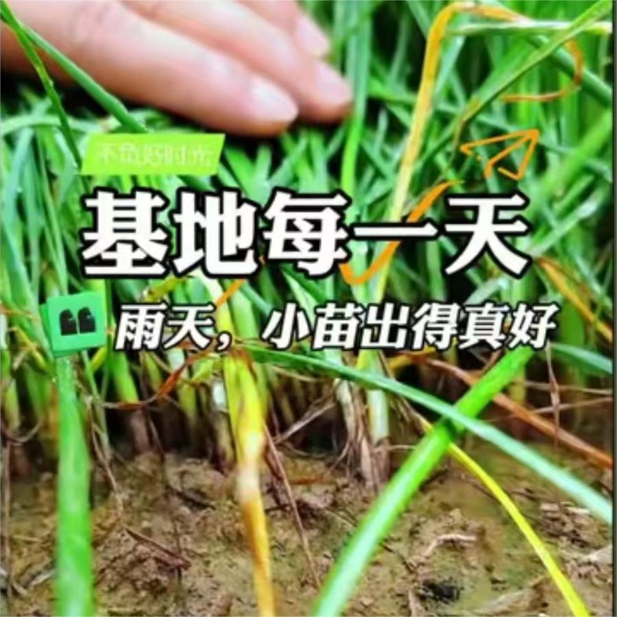 雨天，小苗出的真好