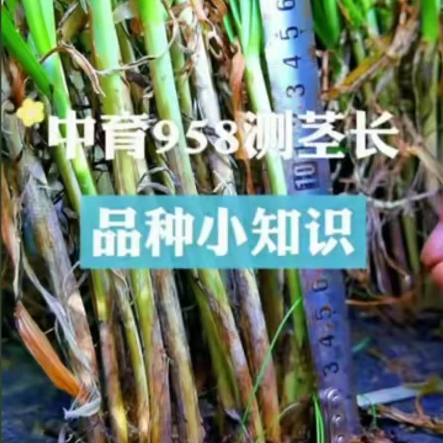 中育958测茎长
