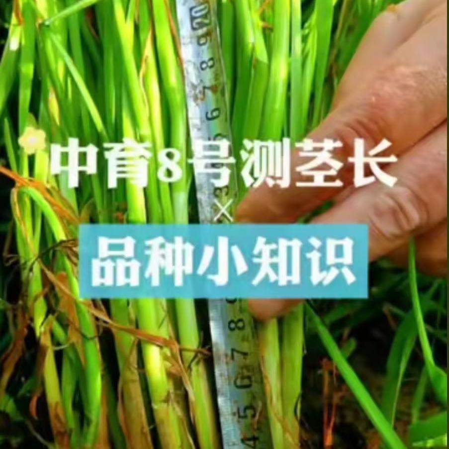 中育8号测茎长