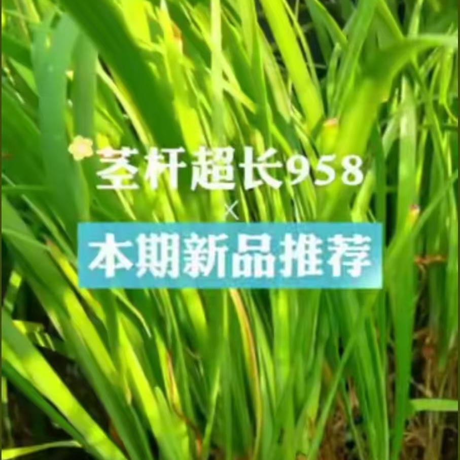 茎秆超长958
