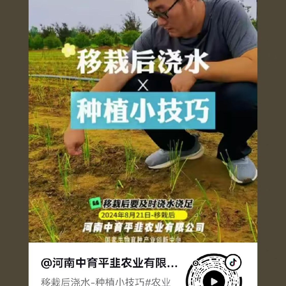 移栽后浇水