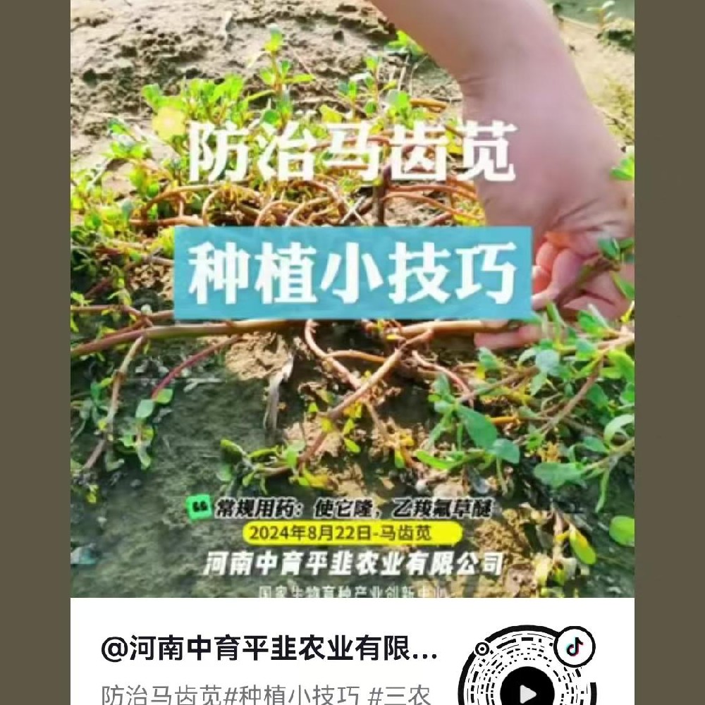 防治马齿苋