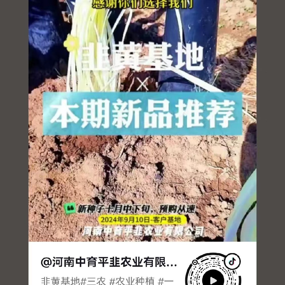 韭黄基地