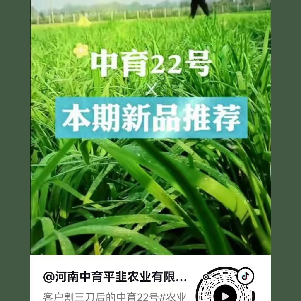 中育22号