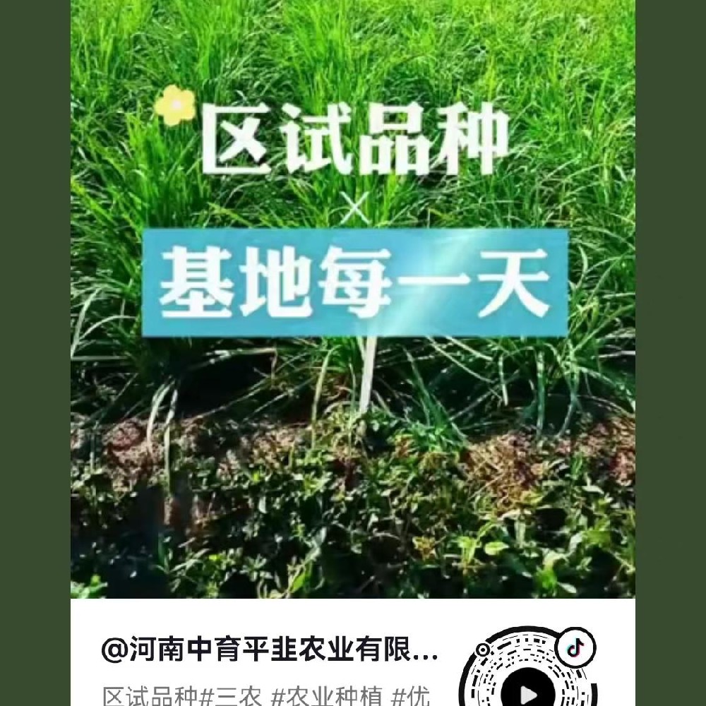 区试品种